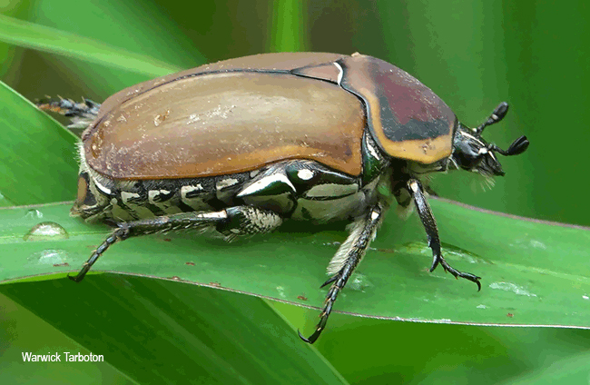 Dischista cincta
