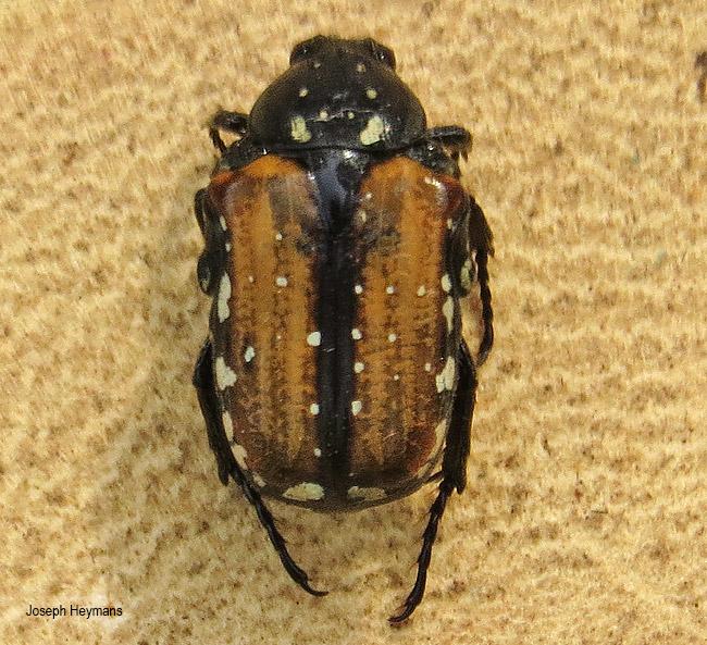 Elaphinis latecostata