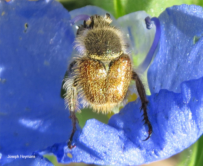 Eriesthis species