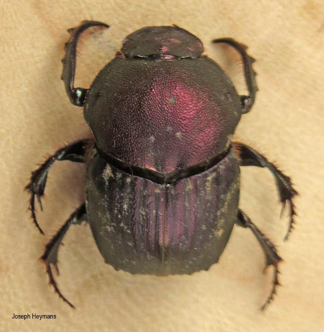 Onitis fulgidus