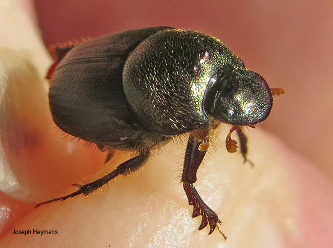 Onthophagus cinctipennis