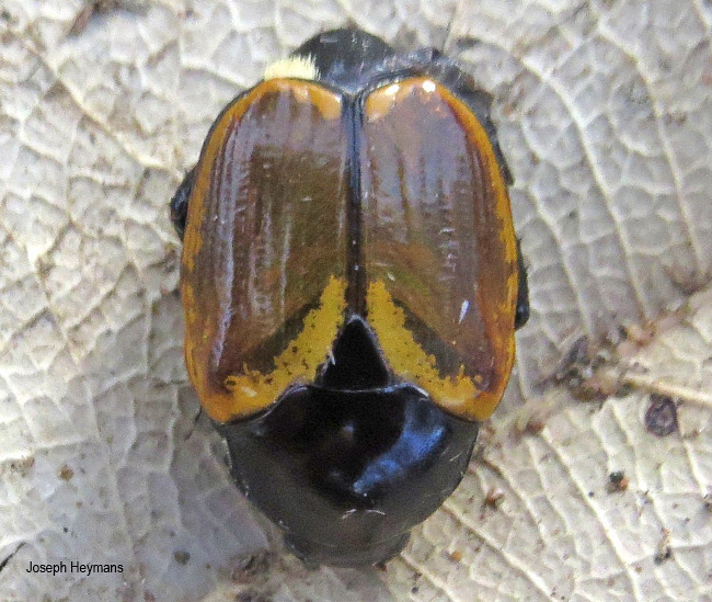 Popillia bipunctata
