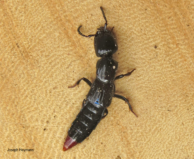 Dolicaon species