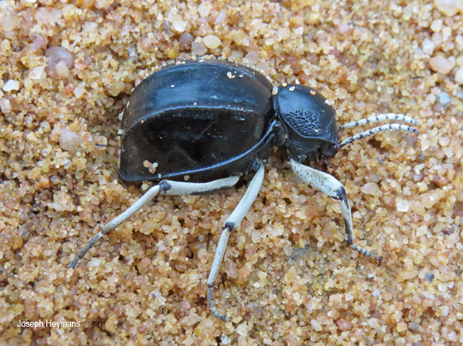 Bouchardium cubicum