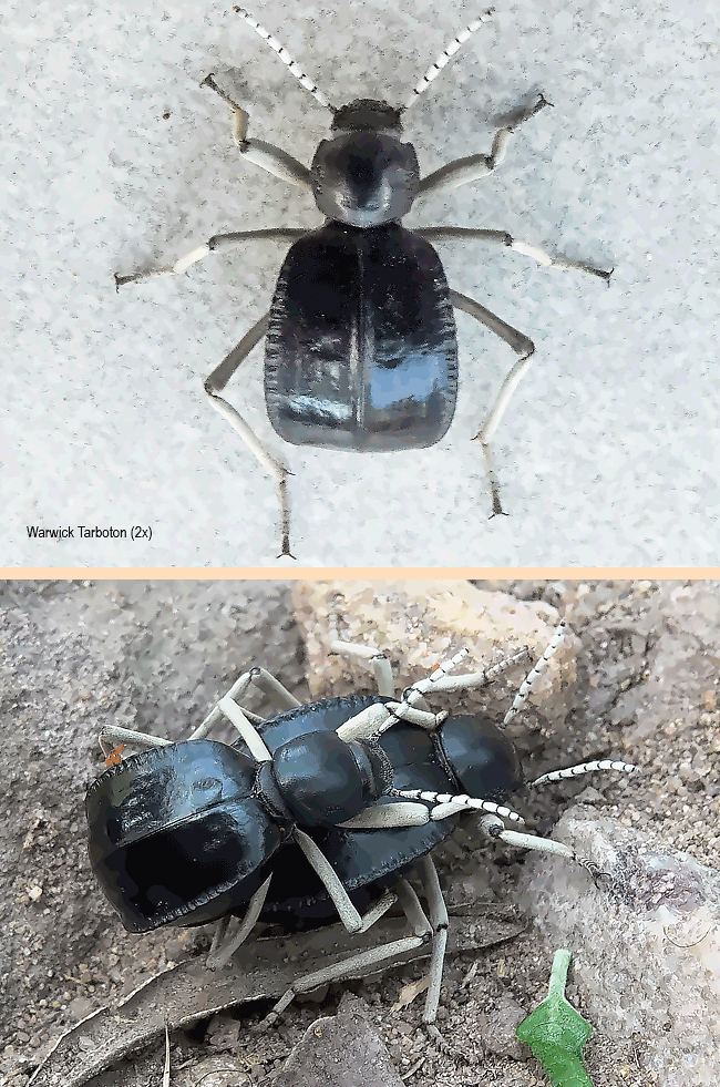 Bouchardium cubicum