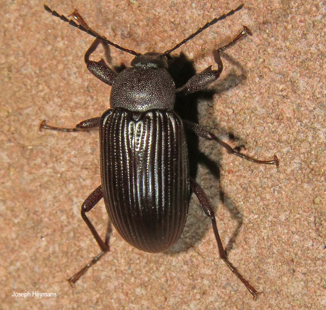 Hoplonyx species