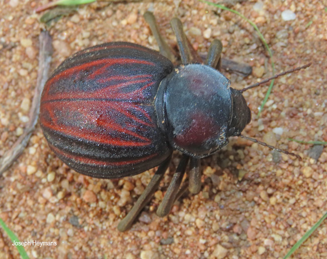 Mariazofia ventricosa