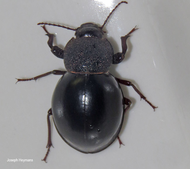 Ocnodes scrobicollis