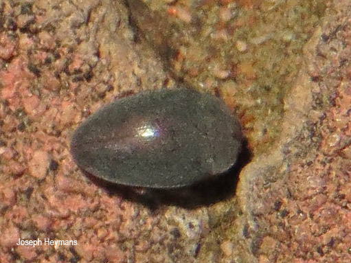 Monomma species