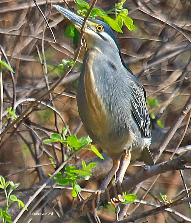 Green-backed Heron