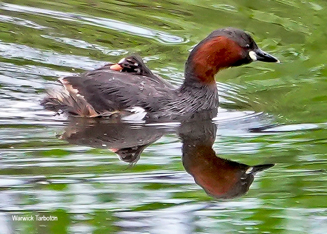 Little Grebe