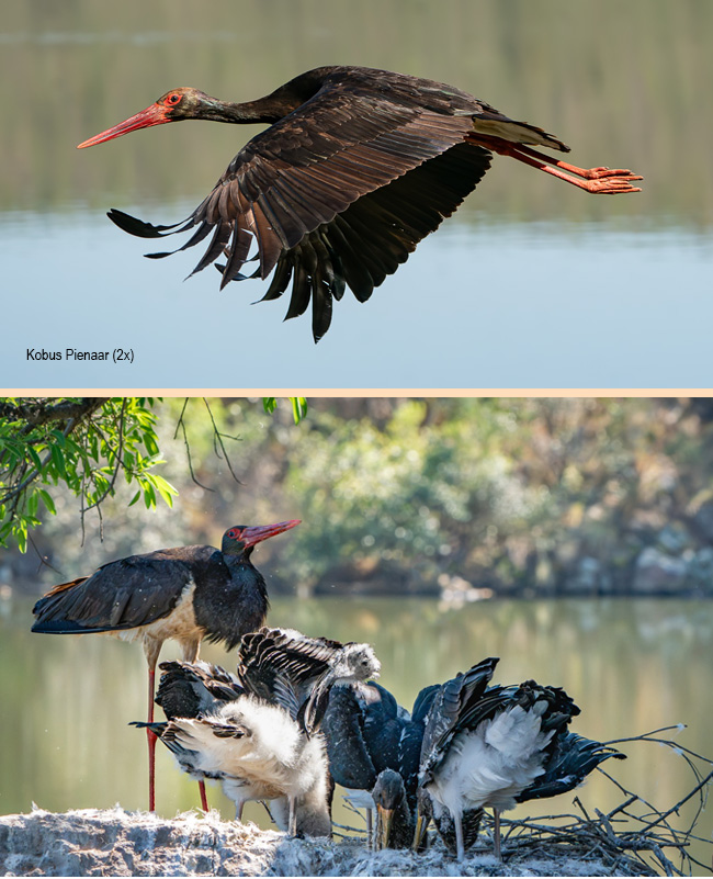 Black Stork