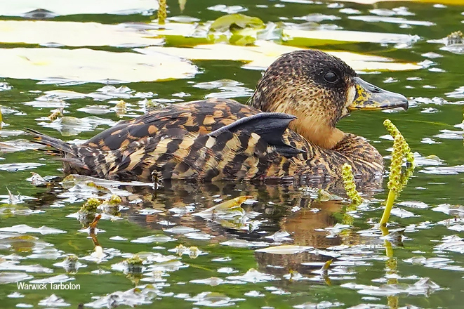 White-backed Duck