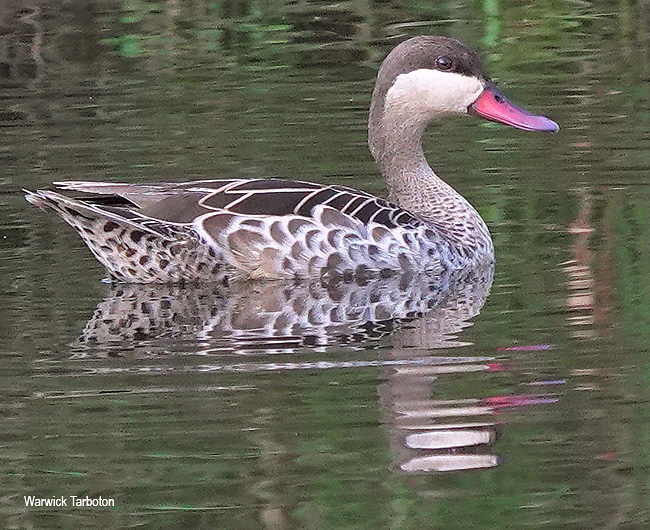 Red-billed Teal