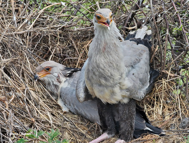 Secretarybird