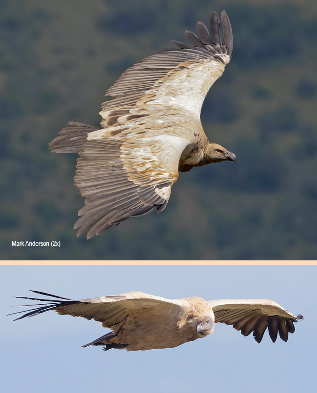 Cape Vulture