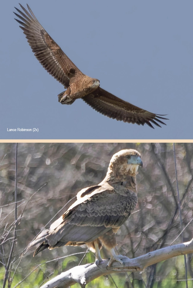 Bateleur