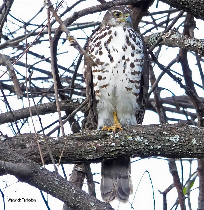 African Goshawk