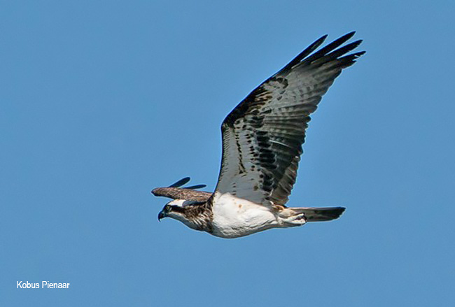 Western Osprey