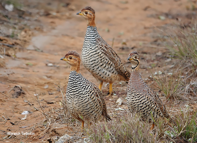 Coqui Francolin