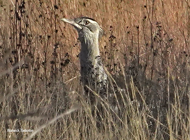 Kori Bustard