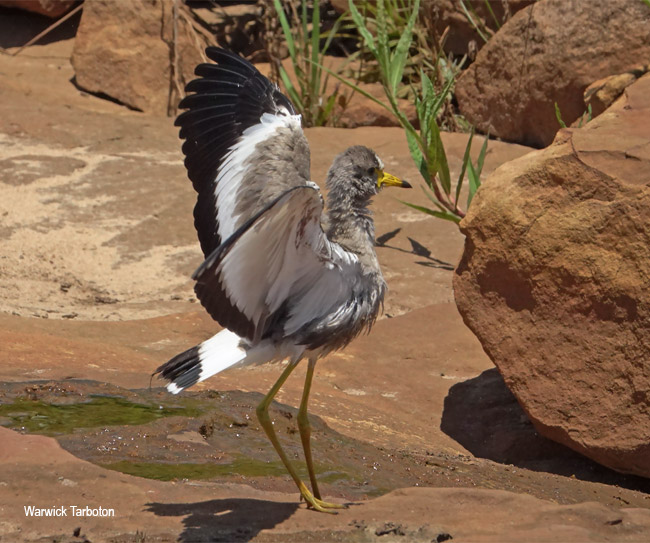 African Wattled Lapwing