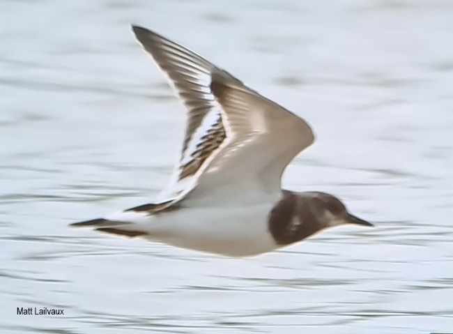African Wattled Lapwing