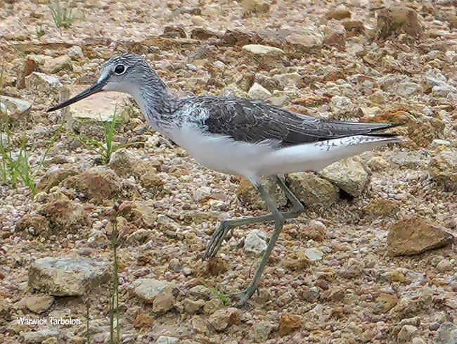Common Greenshank