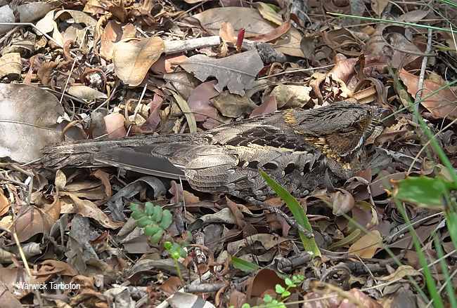 Fiery-necked Nightjar