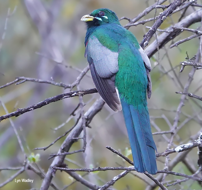 Narina Trogon