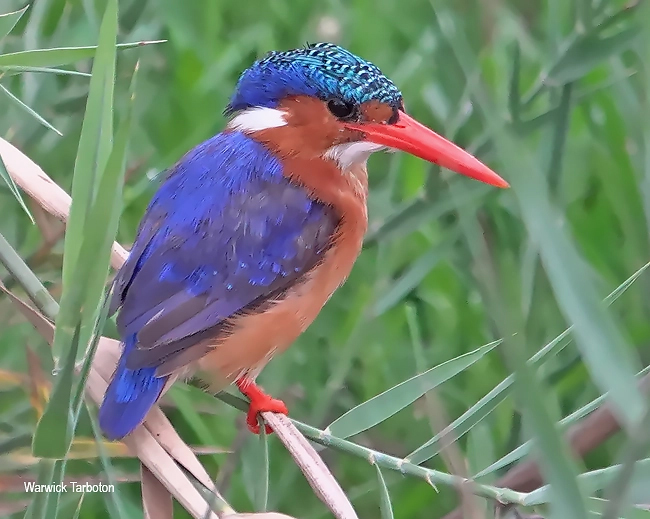 Malachite Kingfisher