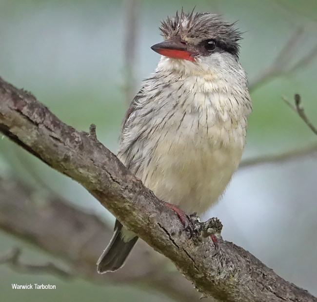 Striped Kingfisher head