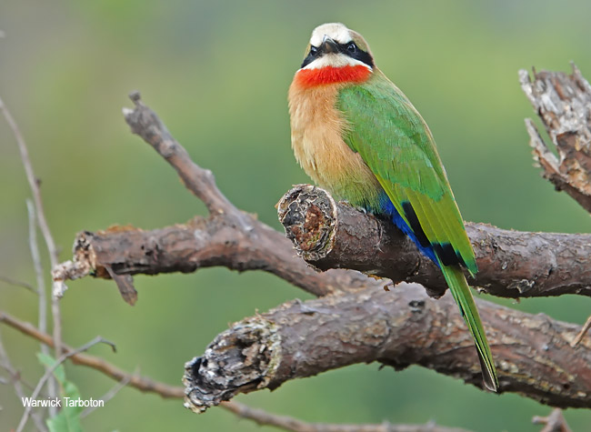 White-fronted Bee-eater