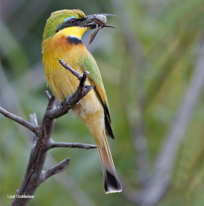 Little Bee-eater