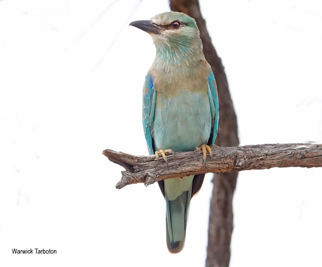 European Roller