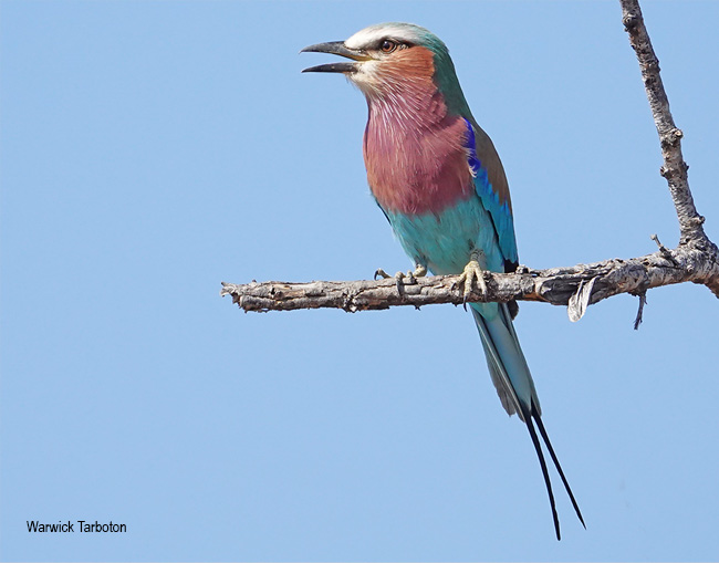 Lilac-breasted Roller