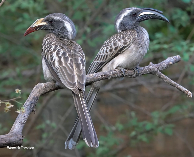 African Grey Hornbill female and male