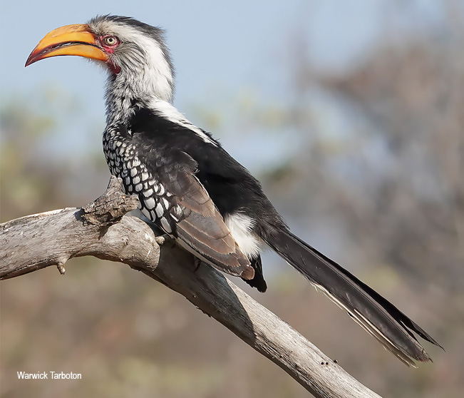 Southern Yellow-billed Hornbill