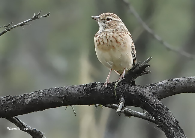 Fawn-coloured Lark