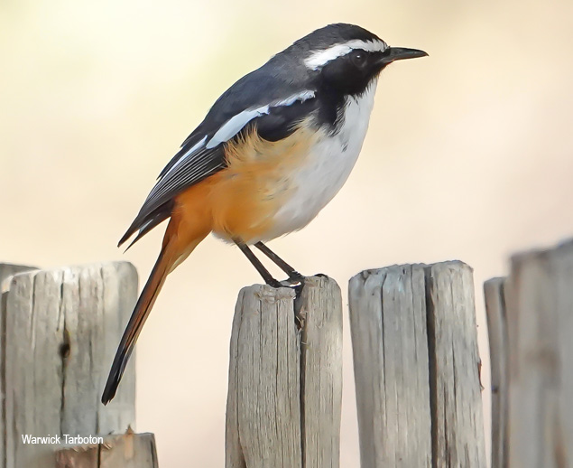 White-throated Robin-Chat