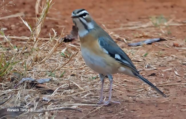 Bearded Scrub Robin