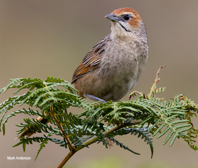 Cape Grassbird