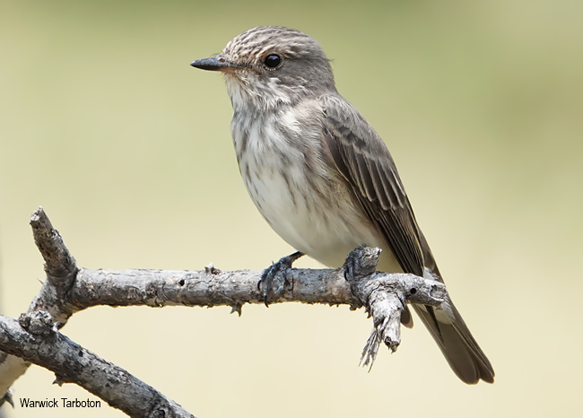 Spotted Flycatcher