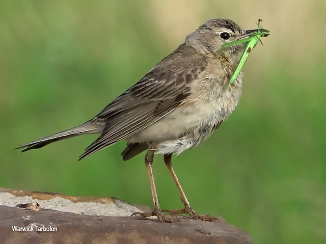 Plain-backed Pipit