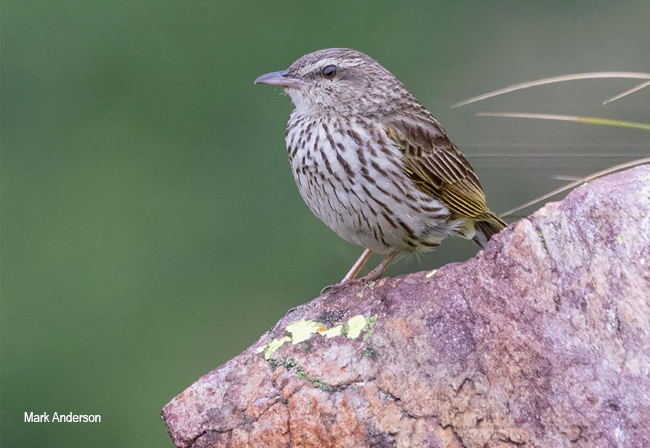 Striped Pipit