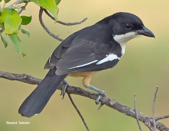 Southern Boubou