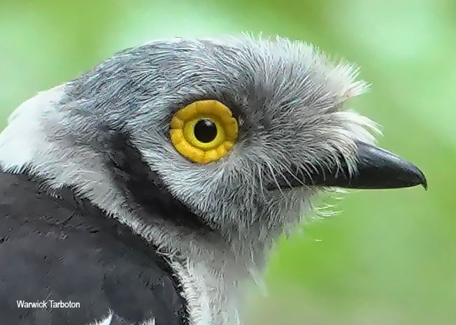 White-crested Helmetshrike