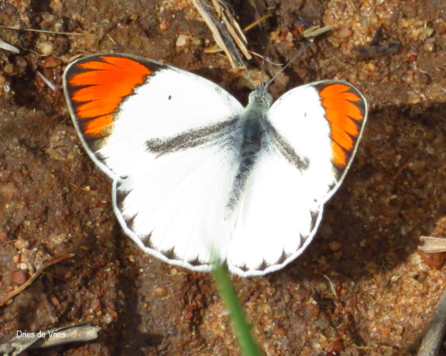 Colotis species