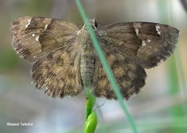 Sarangesa phidyle