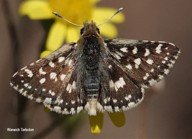 Spialia mafa mafa